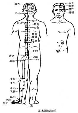 足太阳膀胱经图解