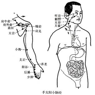 手太阳小肠经图解