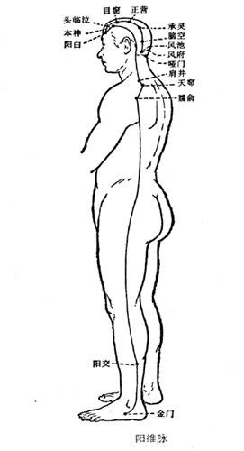 阳维脉图解